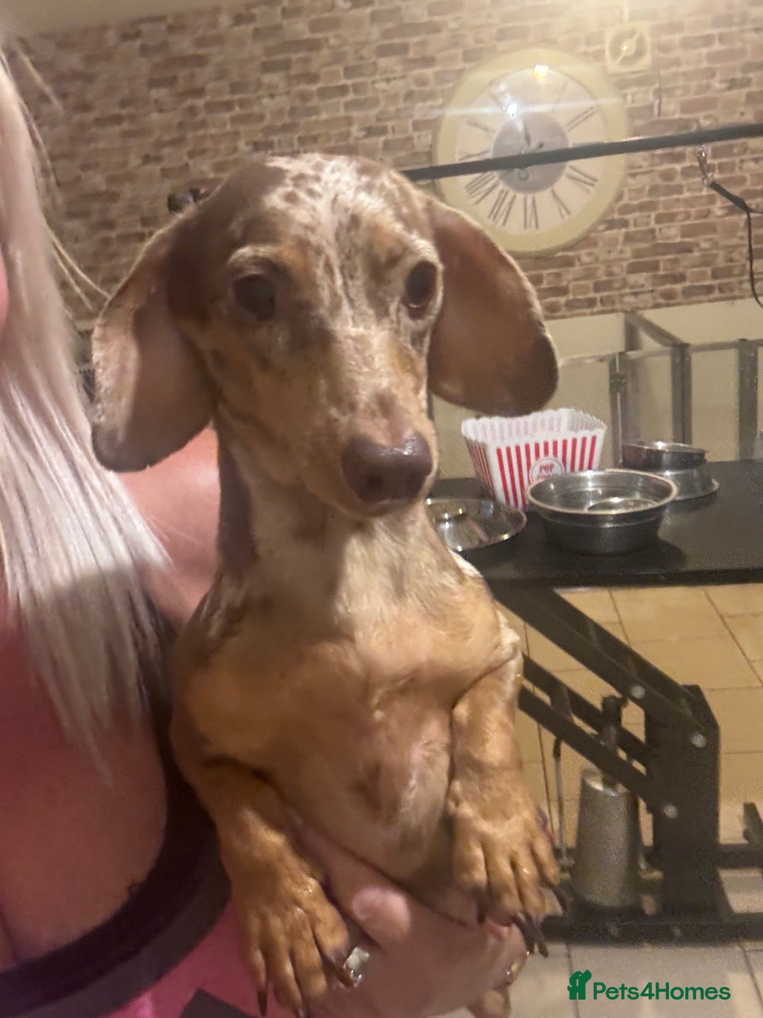 Miniature Dachshund dogs for sale: Kc reg min  Dachshund babies  - Image 3