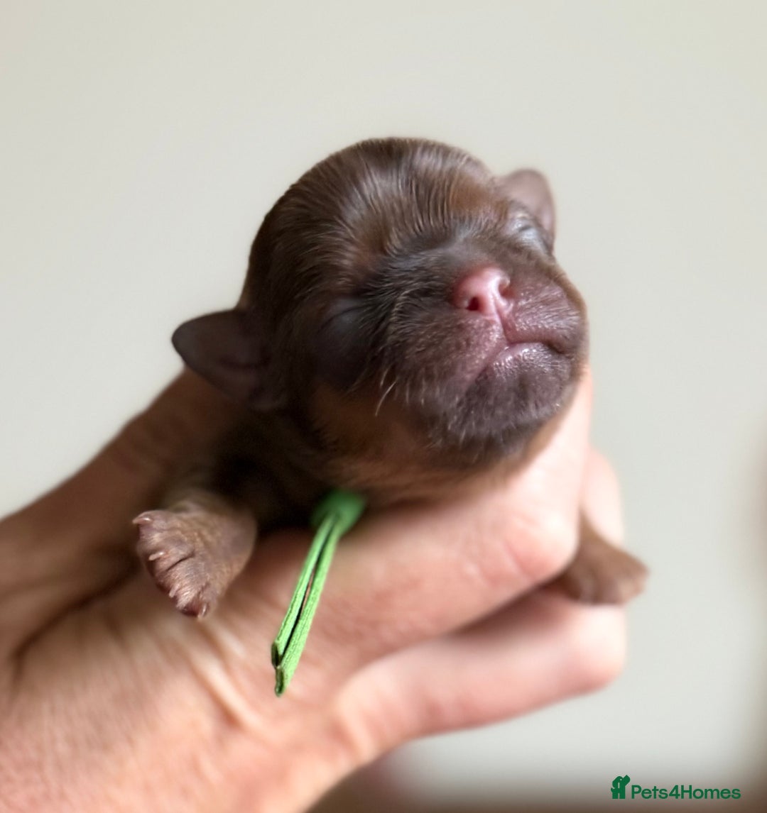 Shih Tzu dogs for sale: Exceptional TRUE IMPERIAL Shihtzu Puppies   - Image 3