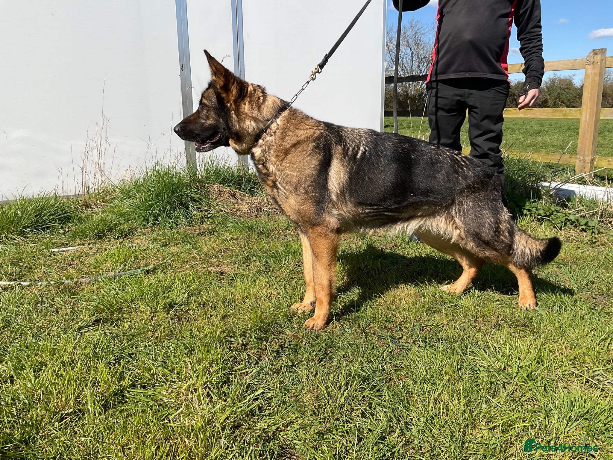 German Shepherd dogs 1 sable female & 2 male German shepherds - Advert 3