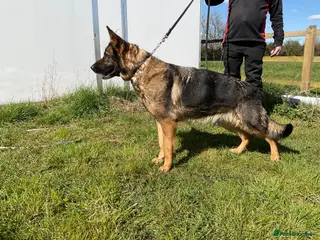 German Shepherd dogs 1 sable female & 2 male German shepherds - Advert 3