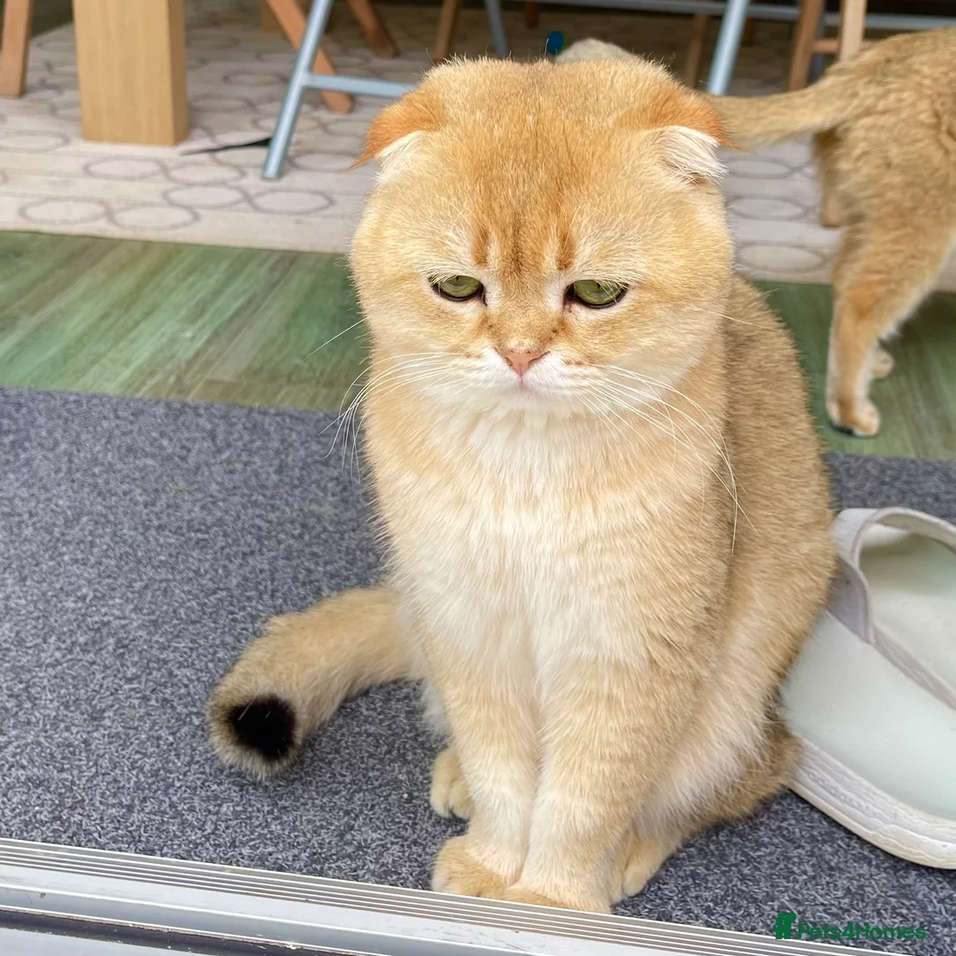 Scottish Fold cats for stud: NY12 CHOCO GOLDEN  SCOTTISH FOLD MALE FOR STUD - Advert 3