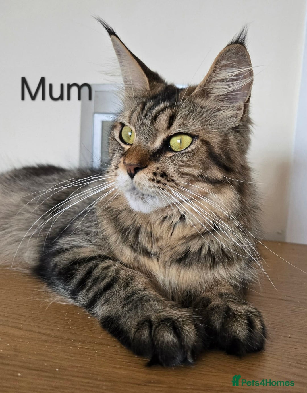 Maine Coon cats for sale: 4 Maine coon boys. - Advert 5