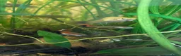 Live Bearers fish for sale: Endler's Livebearers in Cheltenham - Advert 6