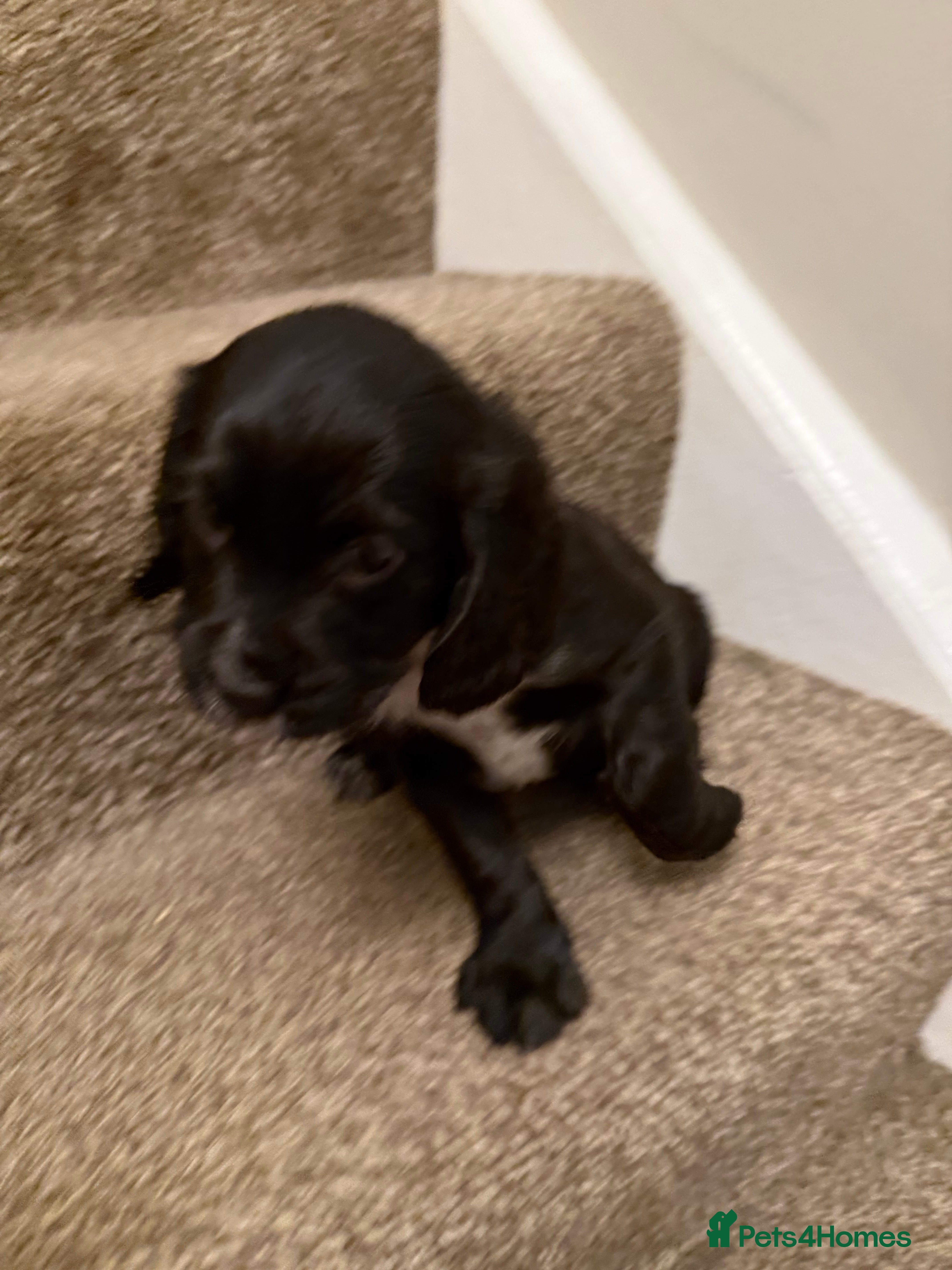 Cocker Spaniel dogs for sale: Beautiful cocker spaniel puppies  - Advert 2