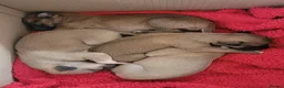 Whippet dogs for sale: KC Registered Male Whippet Puppies  - Advert 7