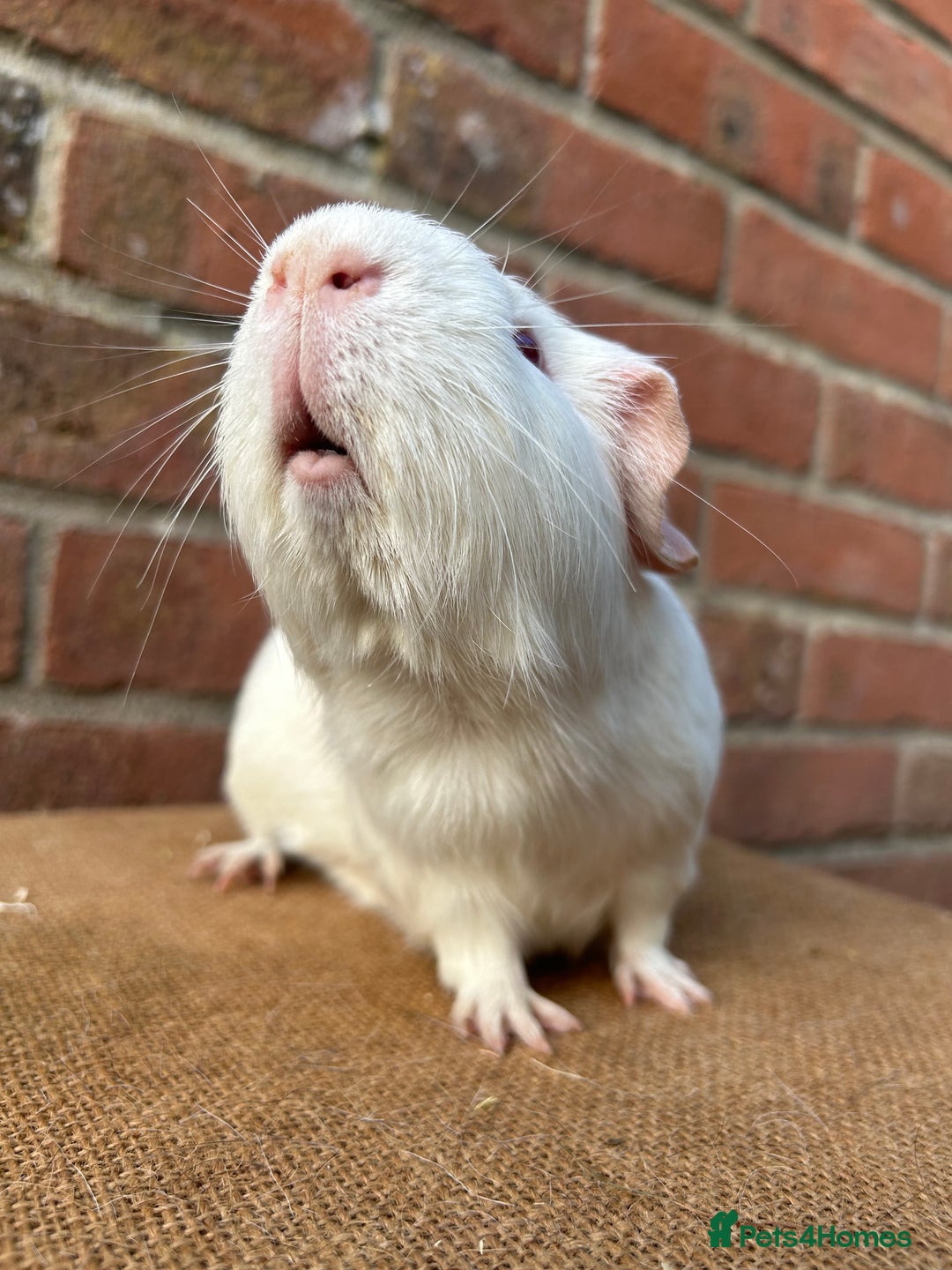 Guinea Pig rodents for sale: Two handsome boys (reserve) - Image 4