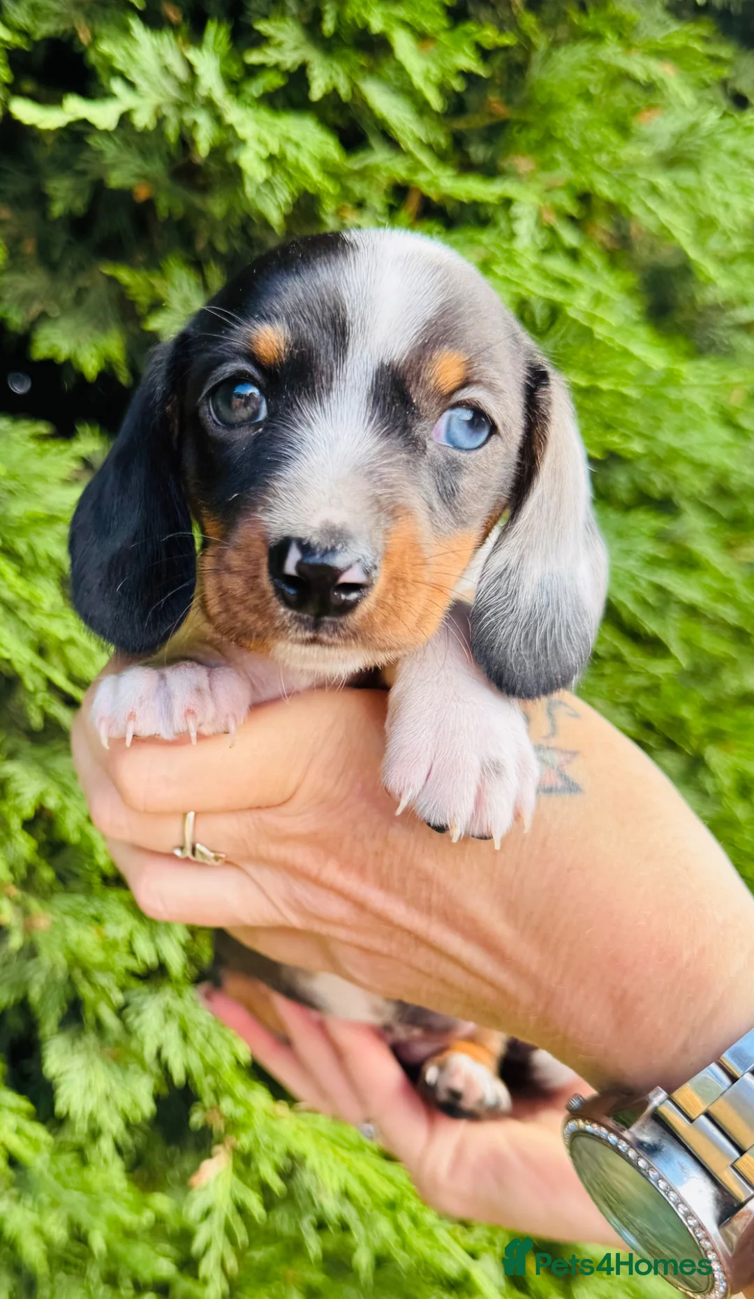 Miniature Dachshund dogs for sale: True to breed these little dachshunds  - Advert 10