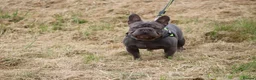 French Bulldog dogs for stud: Lilac testable fluffy frenchie French bulldog stud - Advert 5