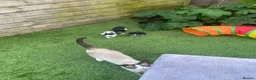 Mixed Breed cats for sale: Siamese snowshoe mixed kittens  - Advert 14