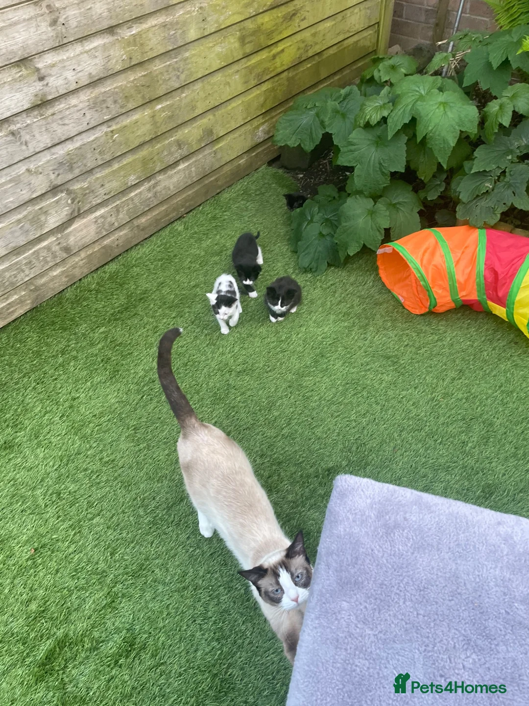 Mixed Breed cats for sale: Siamese snowshoe mixed kittens  - Advert 14