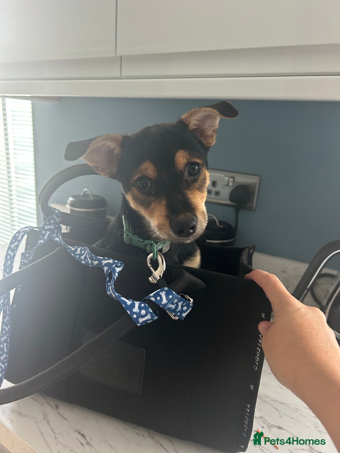 Chorkie dogs for sale: 7 month Chorkie for adoption - Advert 5