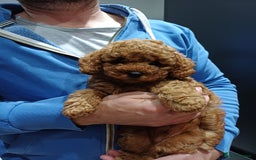 Cavapoo dogs for sale: Gorgeous Fox Red Toy Cavapoos - Image 2
