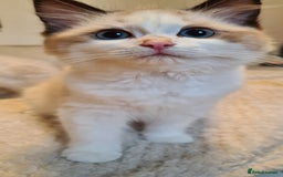 Ragdoll cats for sale: 5 Purebred Ragdolls – Loving Homes Needed - Image 20