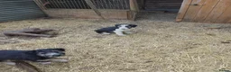 Bearded Collie dogs for sale: Bearded Collie puppies  in Stonehouse - Advert 8