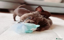 Chihuahua dogs for sale: Beautiful chihuahua baby girl  - Image 1