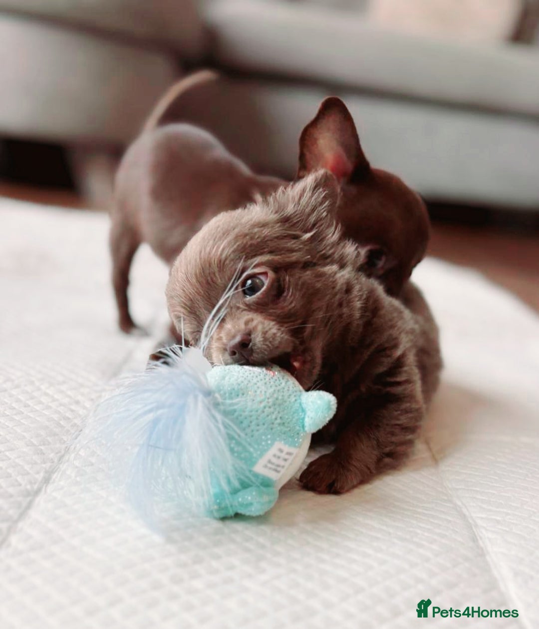 Chihuahua dogs for sale: Beautiful chihuahua baby girl  - Image 1