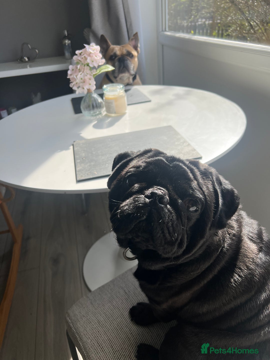 Pug dogs for sale: Male pug  - Image 1