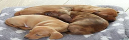 Miniature Dachshund dogs for sale: Beautiful pedigree KC miniature dachshund puppies  in Ilkeston - Advert 19