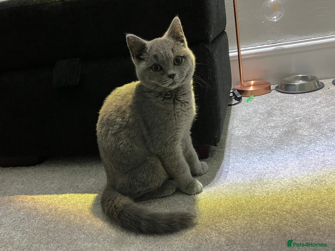 British Shorthair cats for sale: Male British Shorthair kitten 6 month old  - Image 14