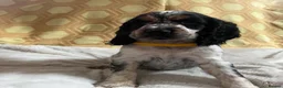 Cocker Spaniel dogs for sale: Show type cocker spaniel puppies  - Advert 8