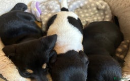 Mixed Breed dogs for sale: Jack Russell x Dachshund  - Image 5