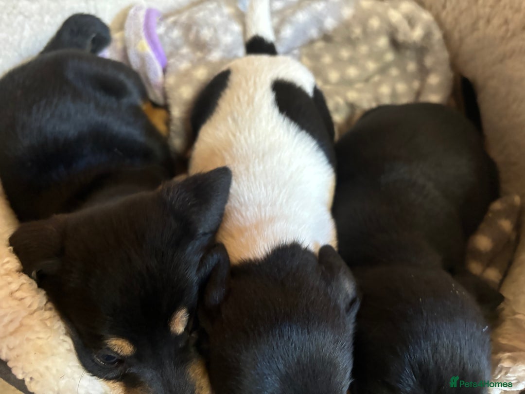Mixed Breed dogs for sale: Jack Russell x Dachshund  - Image 5