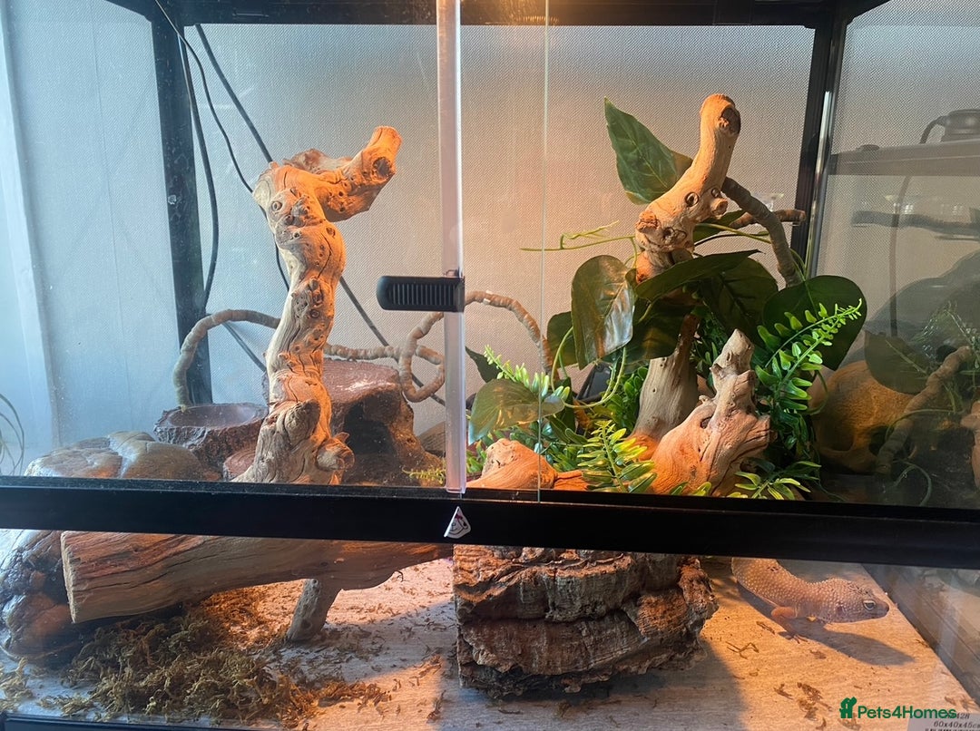 Leopard Gecko reptiles for sale: Leopard gecko with enclosure, everything she needs - Image 3