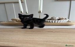 Persian cats for sale: Half Persian Kittens  - Image 18