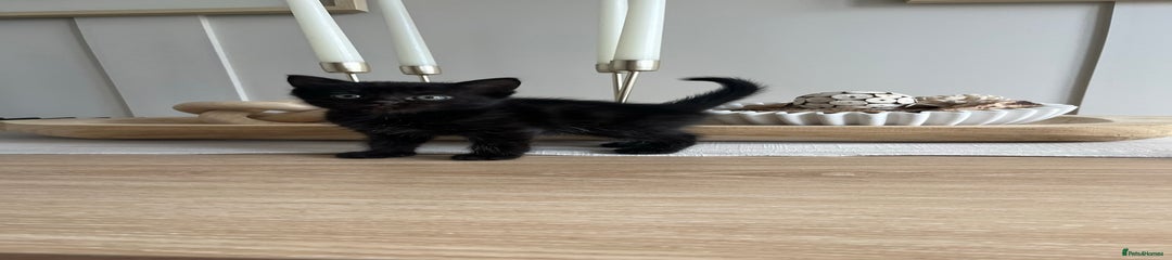 Persian Kitten 1