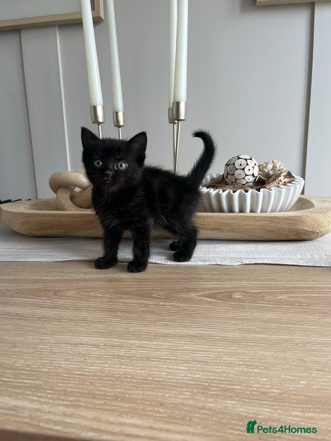 Persian cats for sale: Half Persian Kittens  - Image 18
