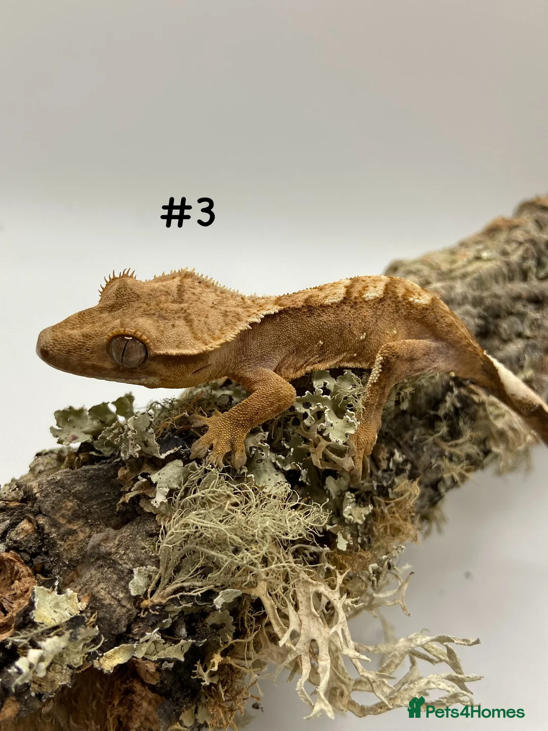 Gecko reptiles for sale: Adult and Juvenile Crested Geckos - Advert 11