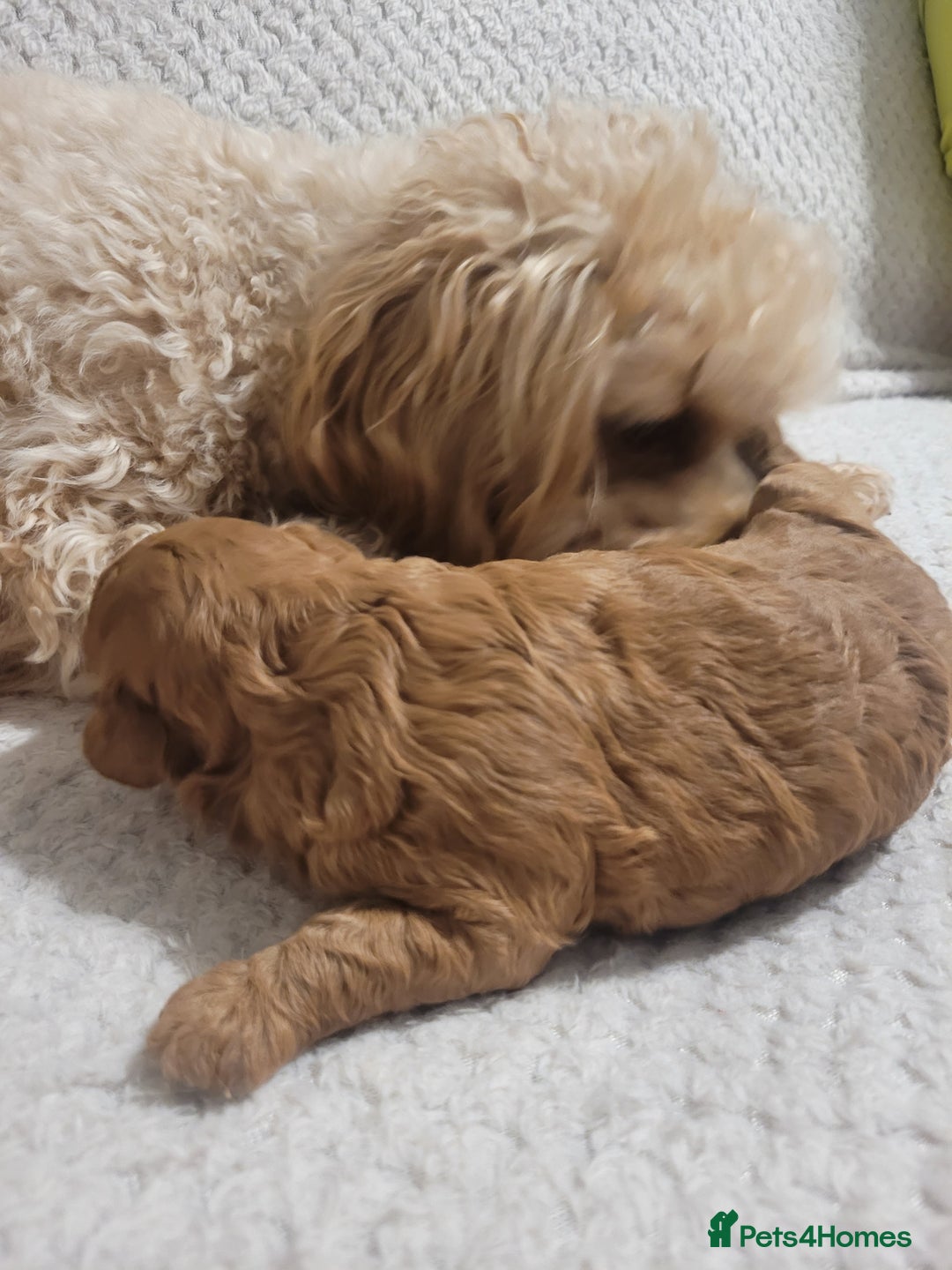 Cavapoo dogs for sale: Adorable mini Cavapoo puppies F1bb - Advert 21