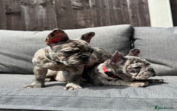 French Bulldog dogs for sale: French Bulldog Puppies–4 Girls & 2 Boys READY NOW  in Walton-on-Thames - Image 34