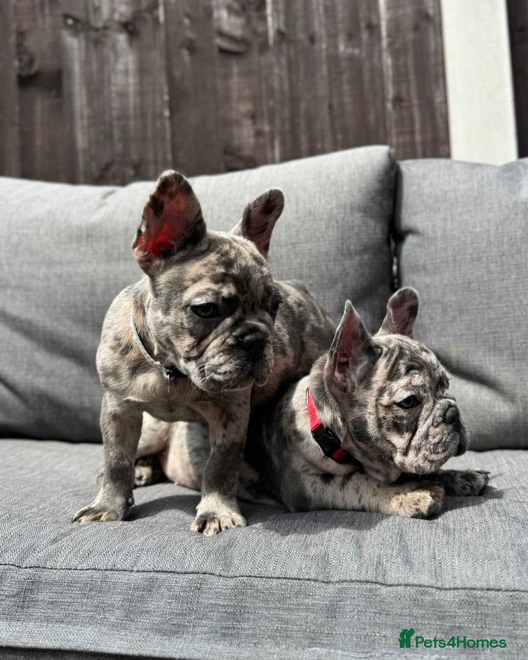 French Bulldog dogs for sale: French Bulldog Puppies–4 Girls & 2 Boys READY NOW  in Walton-on-Thames - Image 34