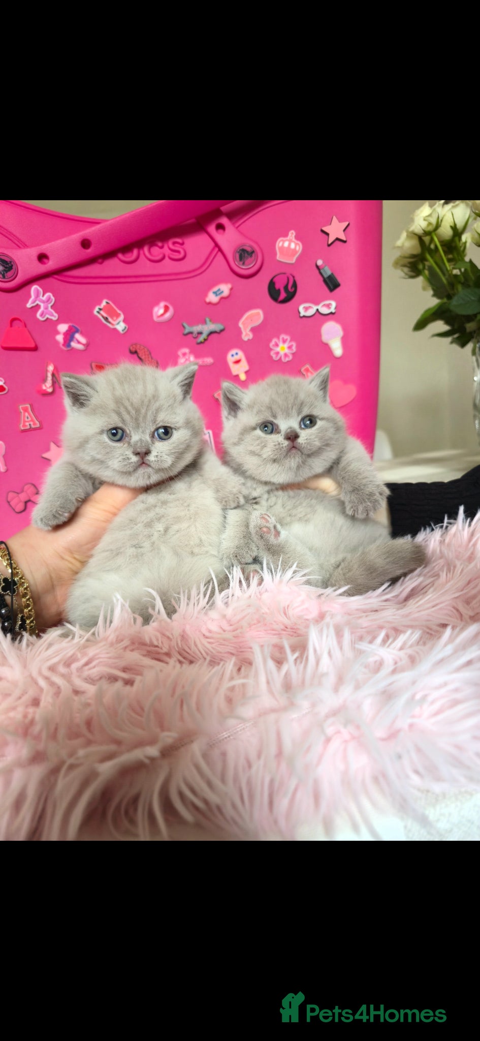 British Shorthair cats 🐻LILAC & FAWN & BLUE HEALTHY KITTENS 🐻🐻 - Advert 12
