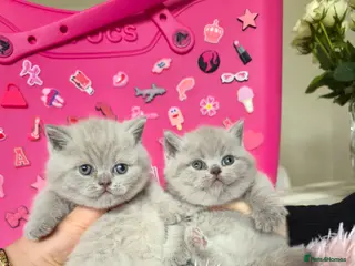British Shorthair cats 🐻LILAC & FAWN & BLUE HEALTHY KITTENS 🐻🐻 - Advert 12