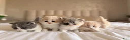 British Shorthair cats for sale: British Shorthair & Longhair Kittens GCCF Reg - Advert 2