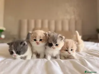 British Shorthair cats British Shorthair Kittens Cream & Tortoiseshell - Advert 1