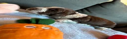 Cocker Spaniel dogs for sale: Litter of 5 - Advert 13