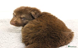German Shepherd dogs for sale: GORGEAOUS K/C Registered German Shepherd puppies - Image 5