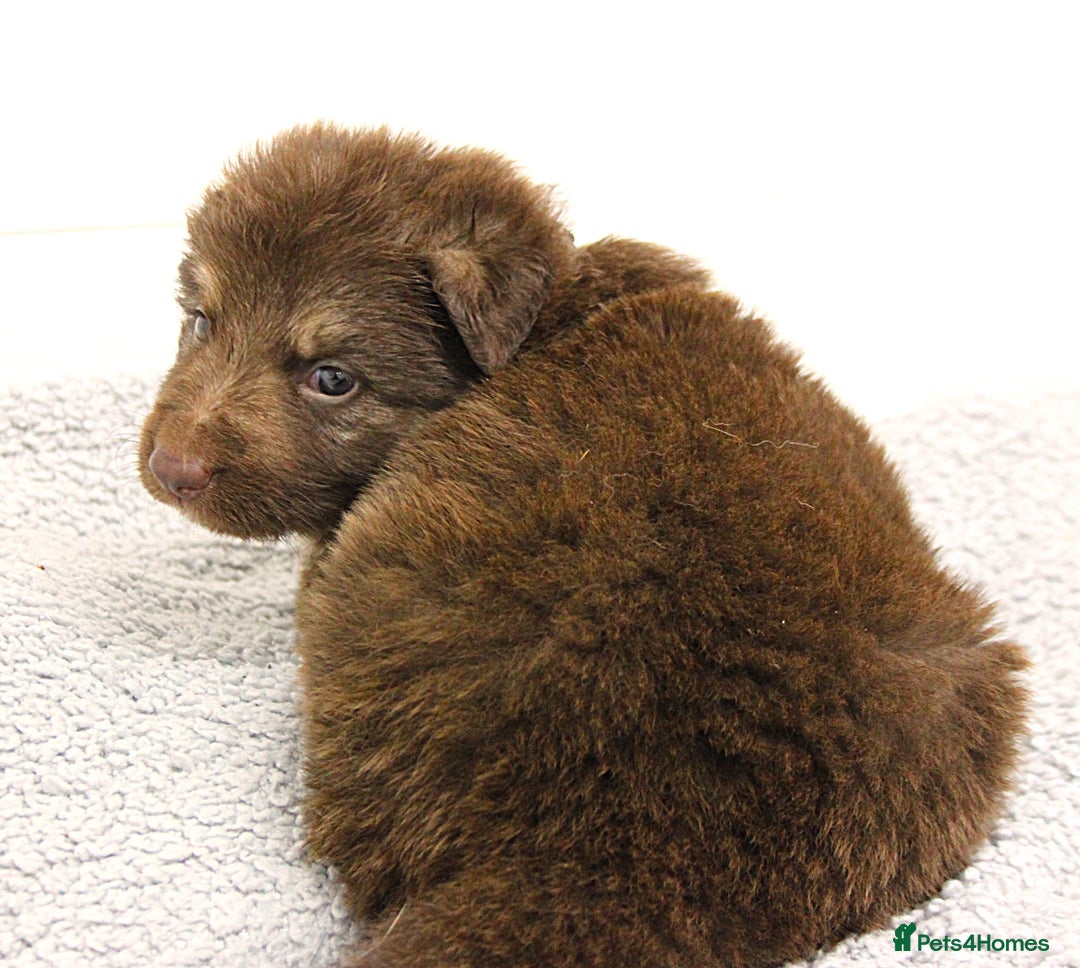 German Shepherd dogs for sale: GORGEAOUS K/C Registered German Shepherd puppies - Image 5