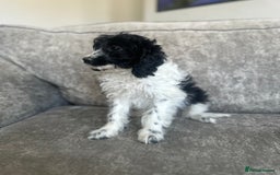 Cavapoo dogs for sale: Adorable Cavapoos looking for family homes - Image 5
