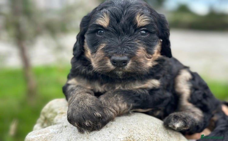 Bernedoodle dogs - Advert 2