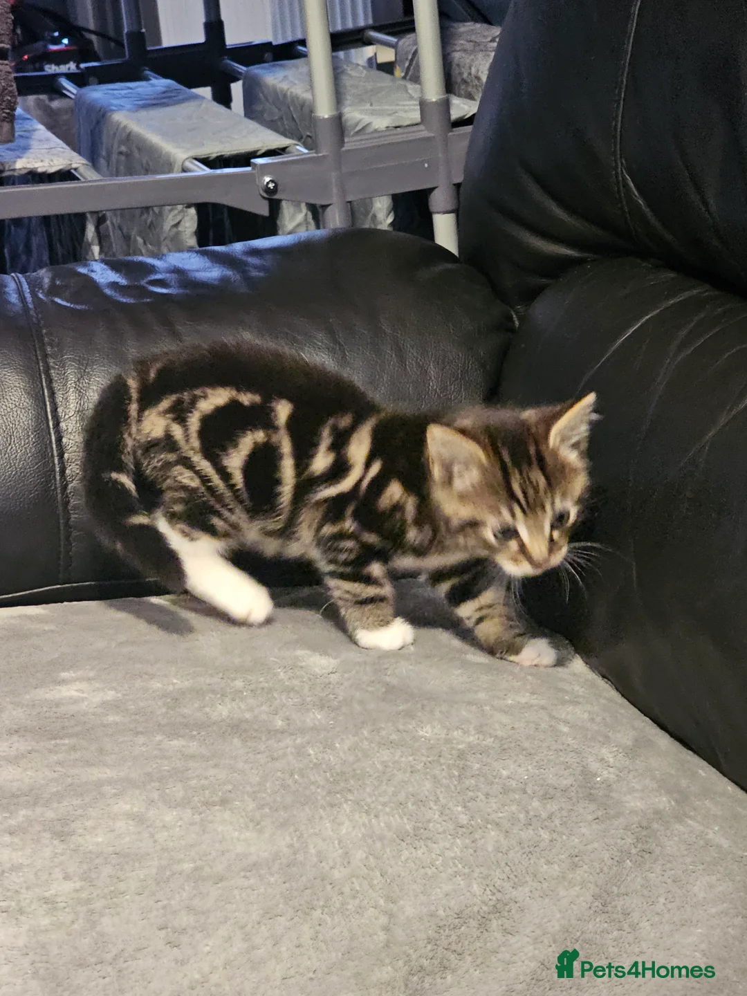 Mixed Breed cats for sale: Female tabby kitten  - Advert 3