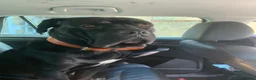 Cane Corso dogs for stud: Cane corso stud - Advert 6