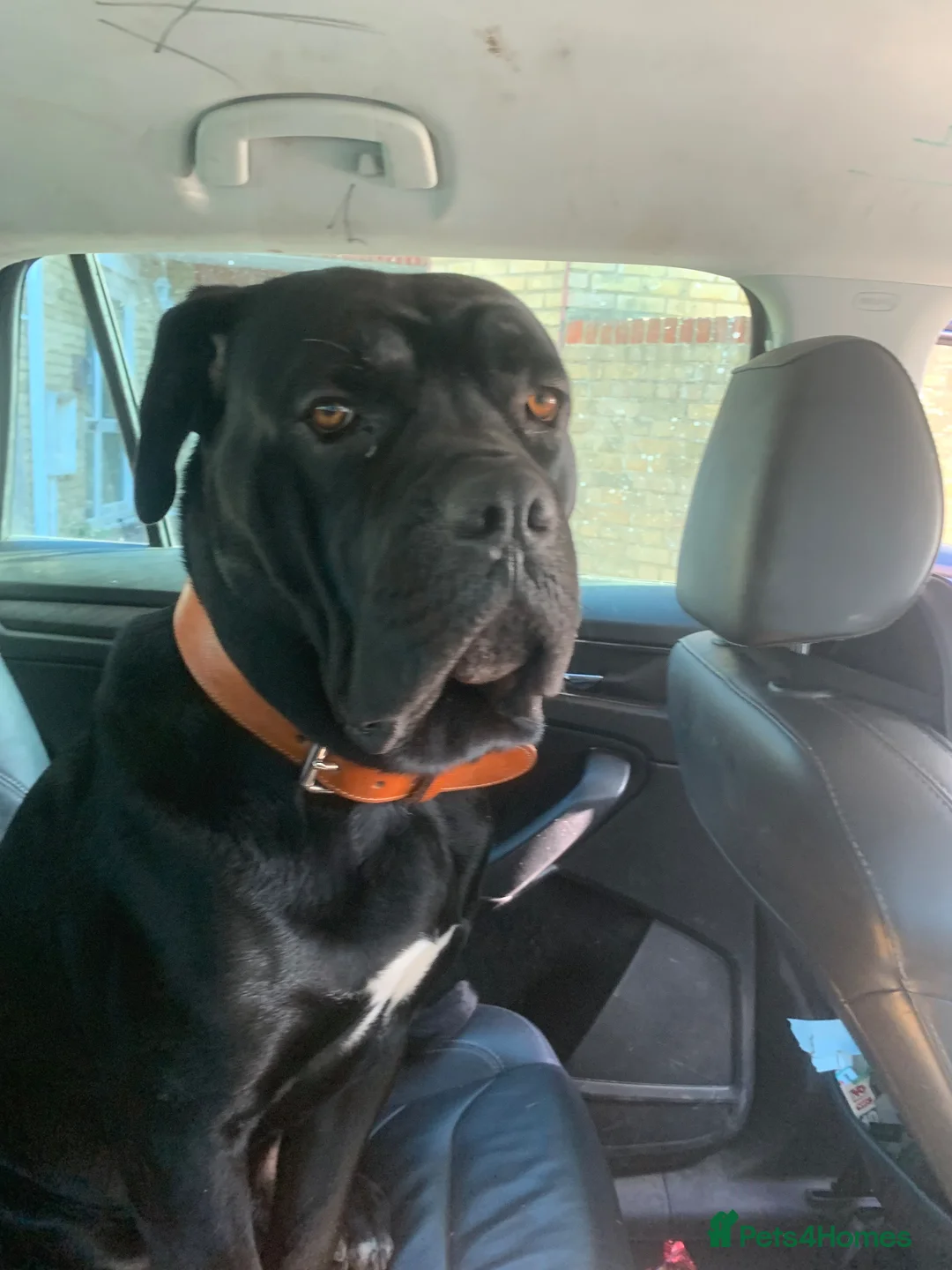 Cane Corso dogs for stud: Cane corso stud - Advert 6