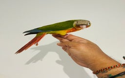 Conures birds for sale: Hand reared conures for sale - Image 11