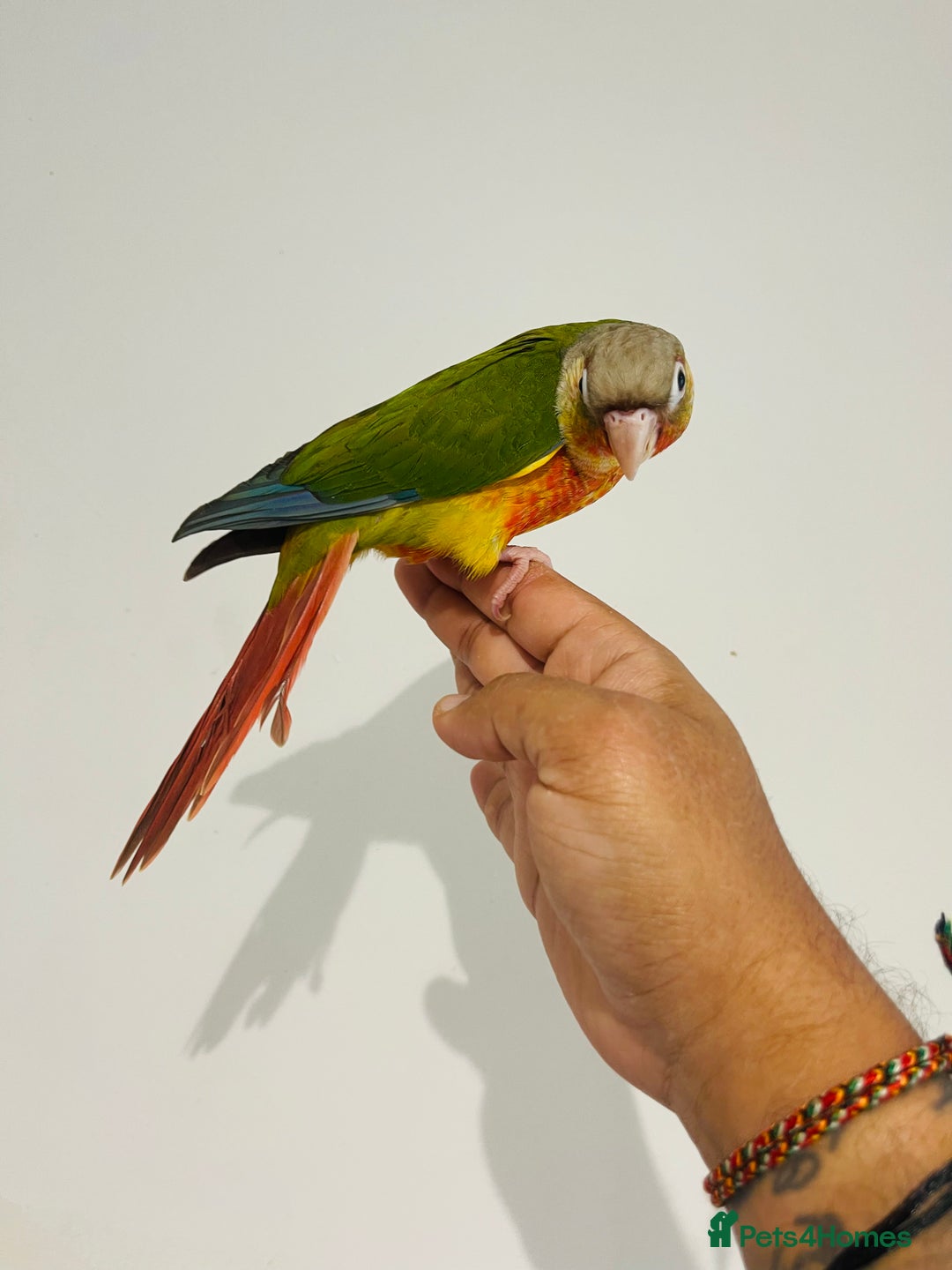 Conures birds for sale: Hand reared conures for sale - Image 11