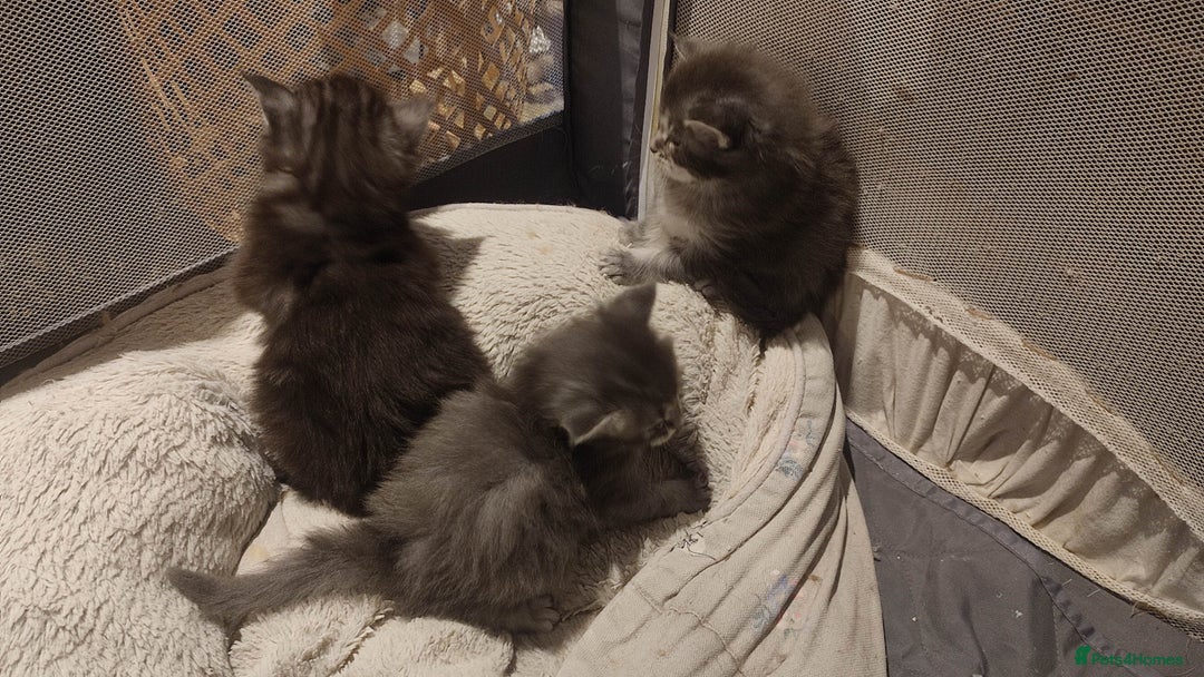 Maine Coon cats for sale: Tica Reg and fully health tested - Advert 29