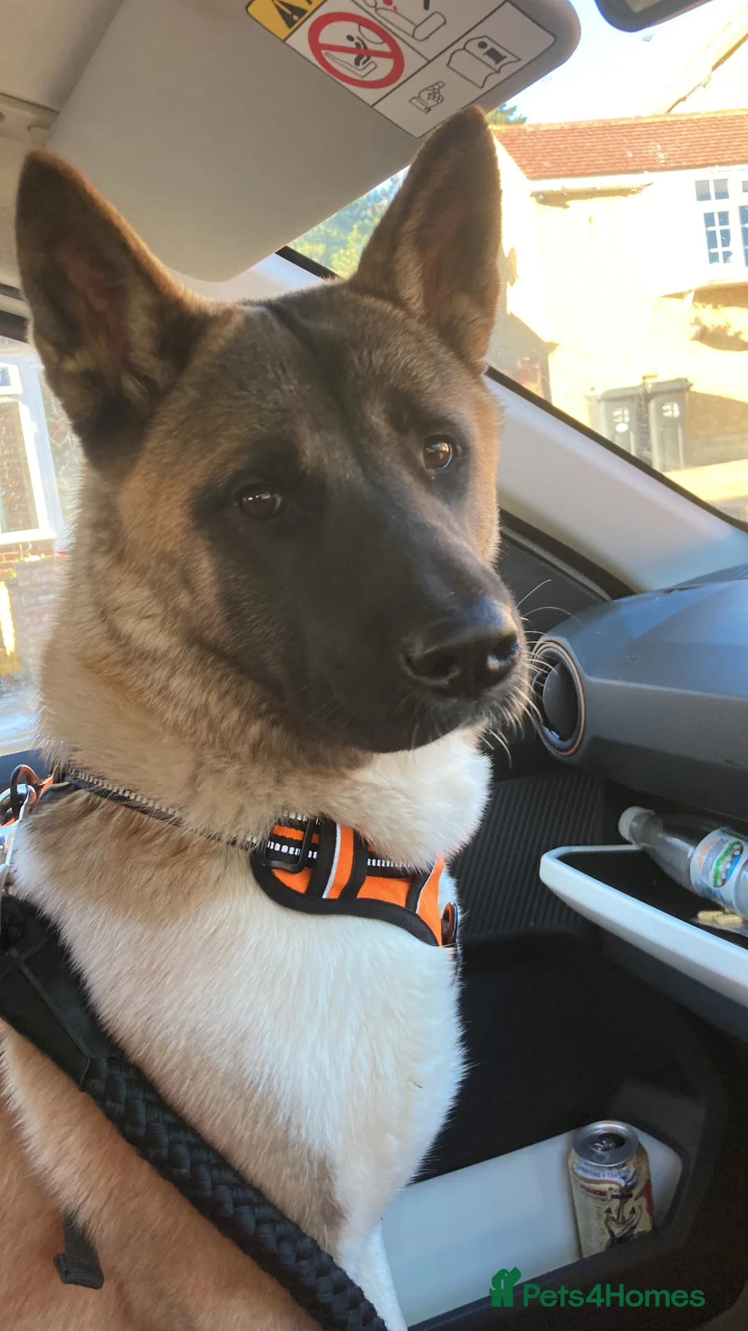 Akita dogs for sale: Shatzy is looking for a new home - Advert 1